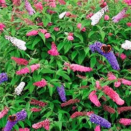 Butterfly bush, Three-coloured